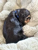 Beast , a male Cavapoo for sale in Modesto, CA – Photo 6 of 6