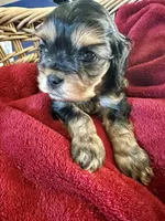 Beast , a male Cavapoo for sale in Modesto, CA – Photo 2 of 6