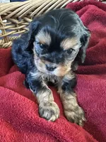 Beast , a male Cavapoo for sale in Modesto, CA – Photo 4 of 6