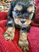 Beast , a male Cavapoo for sale in Modesto, CA – Photo 1 of 6