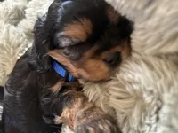 Beast , a male Cavapoo for sale in Modesto, CA – Photo 3 of 6