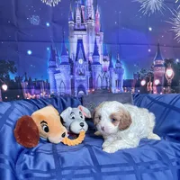 Tramp , a male Cavapoo for sale in Modesto, CA – Photo 4 of 6