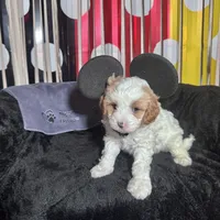 Tramp , a male Cavapoo for sale in Modesto, CA – Photo 2 of 6