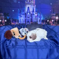 Tramp , a male Cavapoo for sale in Modesto, CA – Photo 6 of 6