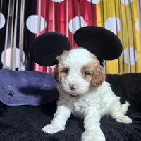 Tramp , a male Cavapoo for sale in Modesto, CA – Photo 3 of 6