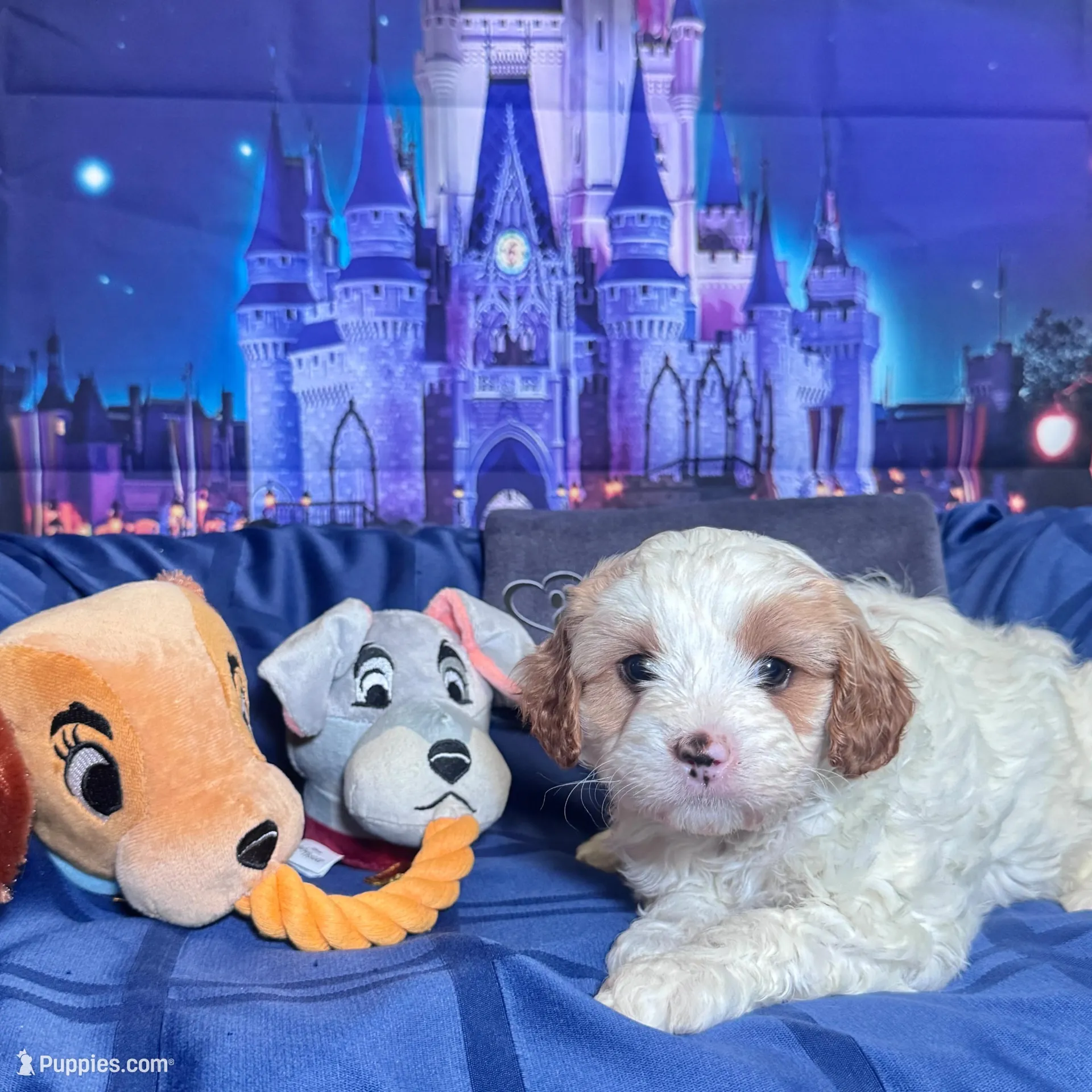 Tramp , a male Cavapoo for sale in Modesto, CA – Photo 1 of 6