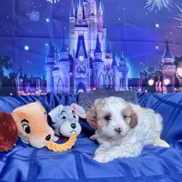 Tramp , a male Cavapoo for sale in Modesto, CA – Photo 5 of 6