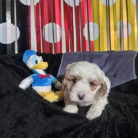 Donald , a male Cavapoo for sale in Modesto, CA – Photo 1 of 6