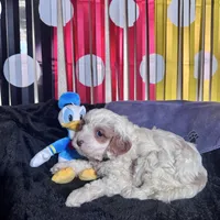 Donald , a male Cavapoo for sale in Modesto, CA – Photo 4 of 6