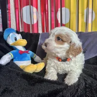 Donald , a male Cavapoo for sale in Modesto, CA – Photo 2 of 6