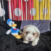 Donald , a male Cavapoo for sale in Modesto, CA – Photo 3 of 6