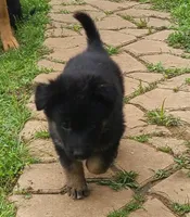 light green, a female German Shepherd Dog for sale in Denison, TX – Photo 8 of 10