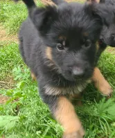 light green, a female German Shepherd Dog for sale in Denison, TX – Photo 10 of 10