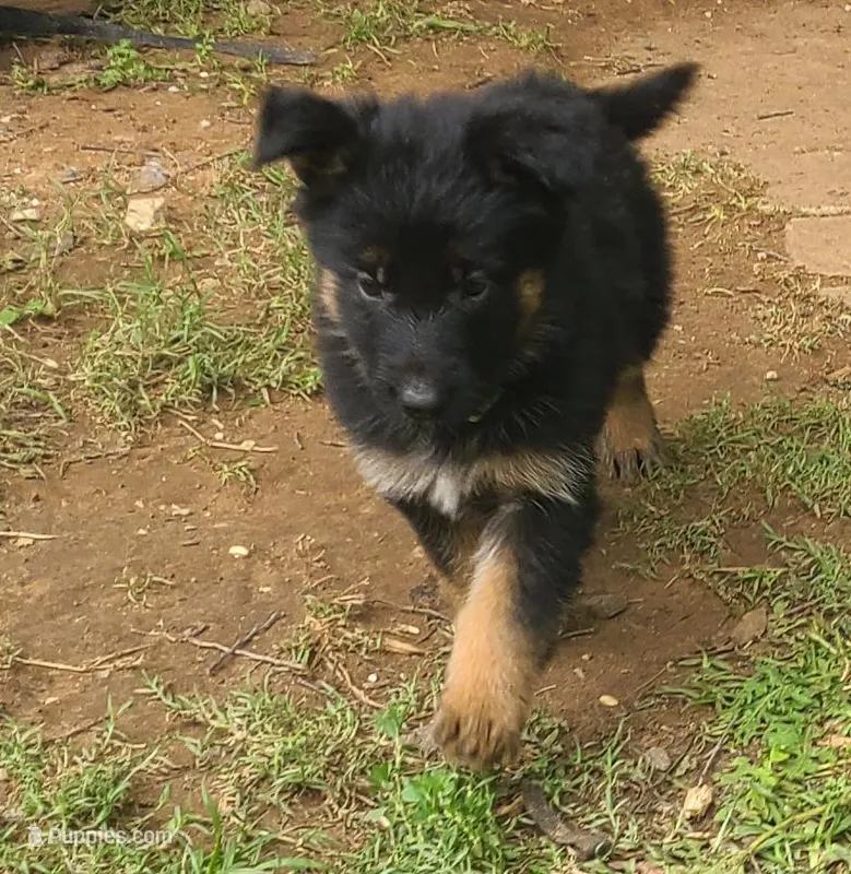 light green – German Shepherd Dog puppy for sale in Denison, TX