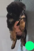 light green, a female German Shepherd Dog for sale in Denison, TX – Photo 2 of 10