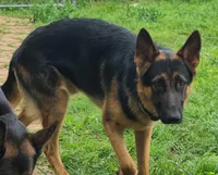 light green, a female German Shepherd Dog for sale in Denison, TX – Photo 3 of 10