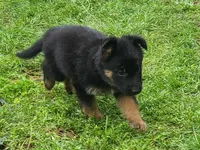 light green, a female German Shepherd Dog for sale in Denison, TX – Photo 9 of 10