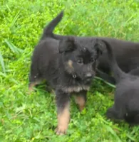 dark green, a female German Shepherd Dog for sale in Denison, TX – Photo 6 of 8