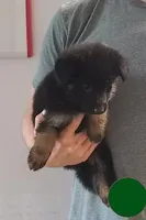 dark green, a female German Shepherd Dog for sale in Denison, TX – Photo 2 of 8