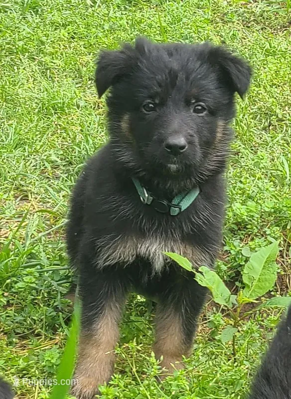 dark green – German Shepherd Dog puppy for sale in Denison, TX