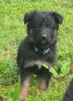 dark green, a female German Shepherd Dog for sale in Denison, TX – Photo 1 of 8