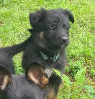 dark green, a female German Shepherd Dog for sale in Denison, TX – Photo 7 of 8