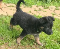 dark green, a female German Shepherd Dog for sale in Denison, TX – Photo 8 of 8