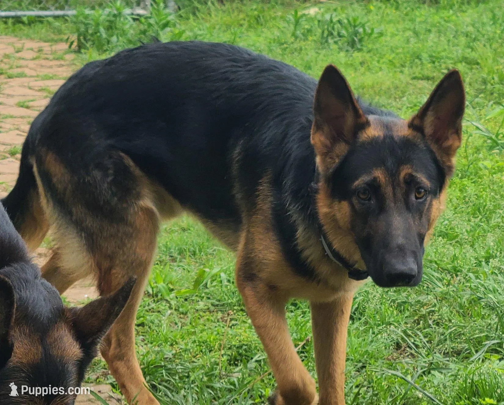 orange, a female German Shepherd Dog for sale in Denison, TX – Photo 3 of 8