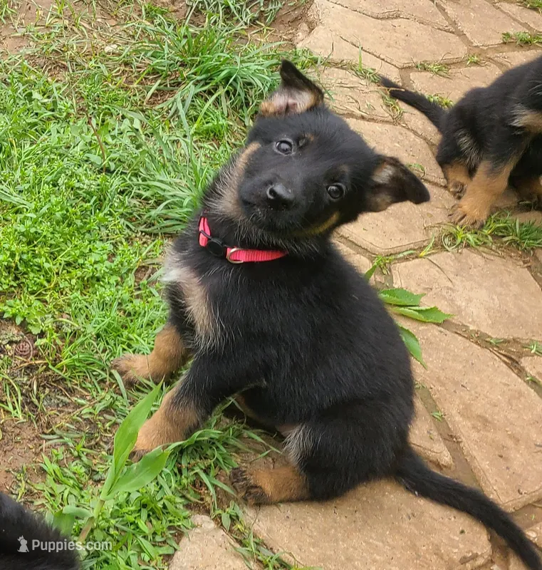 pink – German Shepherd Dog puppy for sale in Denison, TX