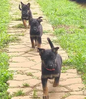 pink, a female German Shepherd Dog for sale in Denison, TX – Photo 7 of 8