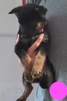 pink, a female German Shepherd Dog for sale in Denison, TX – Photo 2 of 8