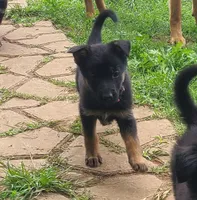 pink, a female German Shepherd Dog for sale in Denison, TX – Photo 8 of 8