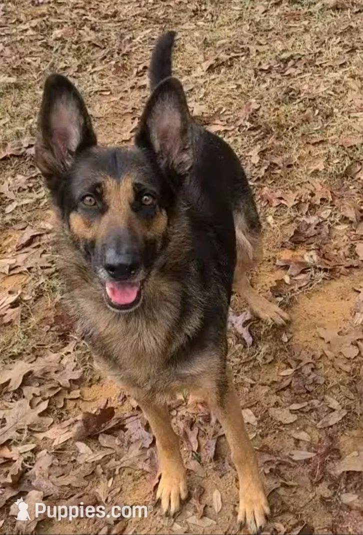 purple, a male German Shepherd Dog for sale in Denison, TX – Photo 5 of 9