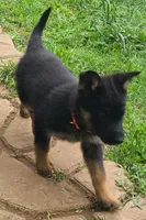 orange, a female German Shepherd Dog for sale in Denison, TX – Photo 7 of 8