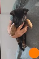 orange, a female German Shepherd Dog for sale in Denison, TX – Photo 2 of 8