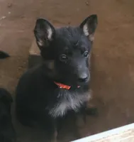 orange, a female German Shepherd Dog for sale in Denison, TX – Photo 1 of 8