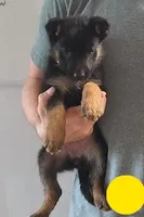 yellow, a female German Shepherd Dog for sale in Denison, TX – Photo 2 of 9