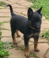 yellow, a female German Shepherd Dog for sale in Denison, TX – Photo 8 of 9