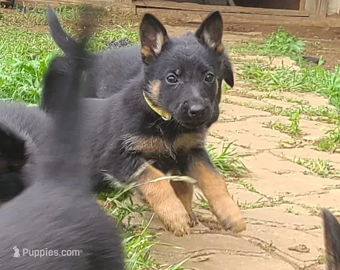 yellow – German Shepherd Dog puppy for sale in Denison, TX