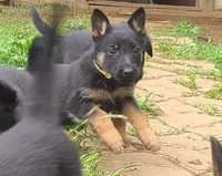 yellow, a female German Shepherd Dog for sale in Denison, TX – Photo 1 of 9