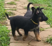 yellow, a female German Shepherd Dog for sale in Denison, TX – Photo 9 of 9