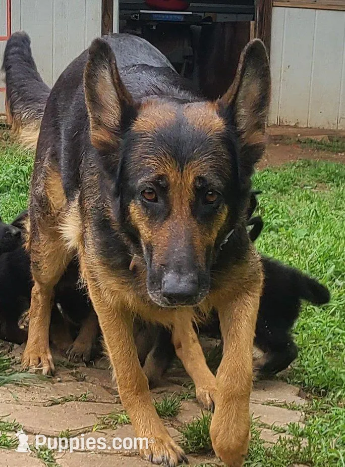 light green, a female German Shepherd Dog for sale in Denison, TX – Photo 7 of 10