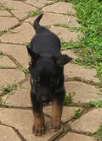 purple, a male German Shepherd Dog for sale in Denison, TX – Photo 7 of 9