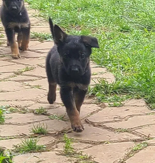 purple – German Shepherd Dog puppy for sale in Denison, TX