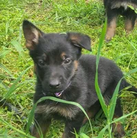purple, a male German Shepherd Dog for sale in Denison, TX – Photo 9 of 9
