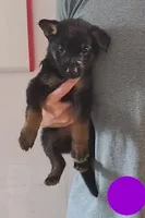 purple, a male German Shepherd Dog for sale in Denison, TX – Photo 2 of 9