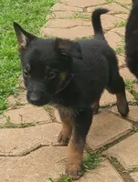 purple, a male German Shepherd Dog for sale in Denison, TX – Photo 8 of 9