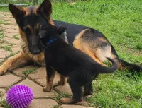 dark blue, a female German Shepherd Dog for sale in Denison, TX – Photo 7 of 8