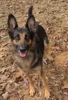 dark blue, a female German Shepherd Dog for sale in Denison, TX – Photo 8 of 8
