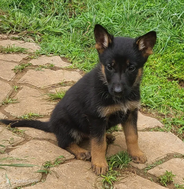 dark blue – German Shepherd Dog puppy for sale in Denison, TX